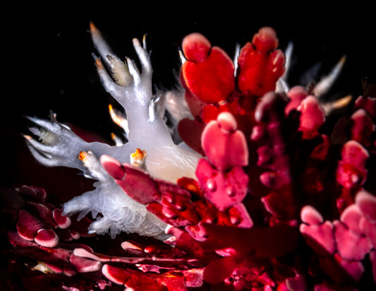 "Coralline Albustier" | Nudibranch Sea Slug Fine Art Print