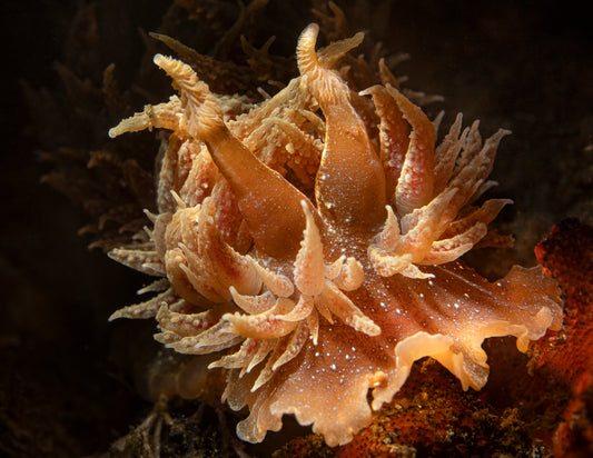 "Picta Pic At You" | Nudibranch Sea Slug Fine Art Print