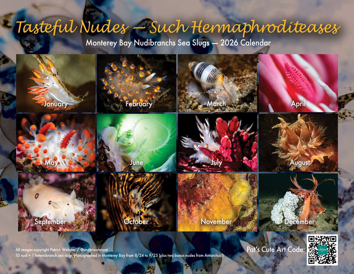 2026 Nudibranch Sea Slug Calendar: Tasteful Nudes — Such Hermaphroditeases