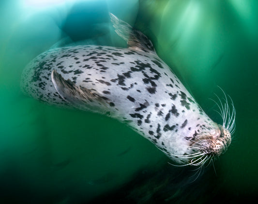 "Feeling Sealy" | Harbor Seal Fine Art Print