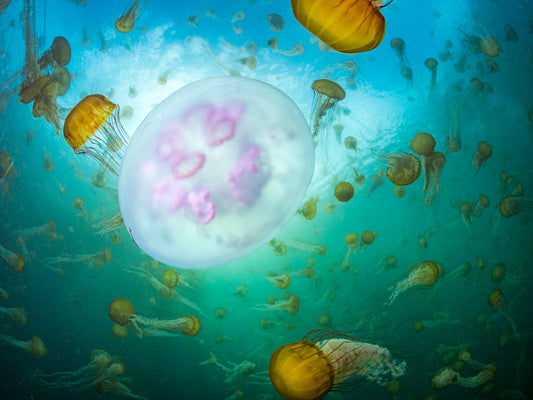 "Jellypalooza" | Jellyfish Fine Art Print