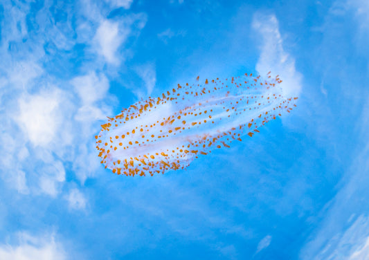 "Leucy In The Sky" | Comb Jelly Fine Art Print