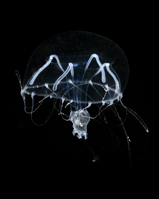 "Phialopsis Diagnosis" | Jellyfish Fine Art Print