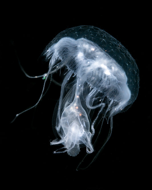 "Eggsciting" | Jellyfish Fine Art Print
