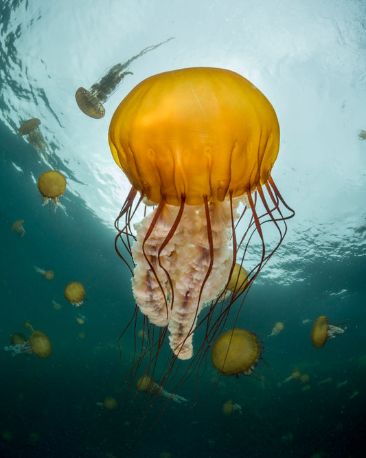 "Test Your Nettle" | Jellyfish Fine Art Print