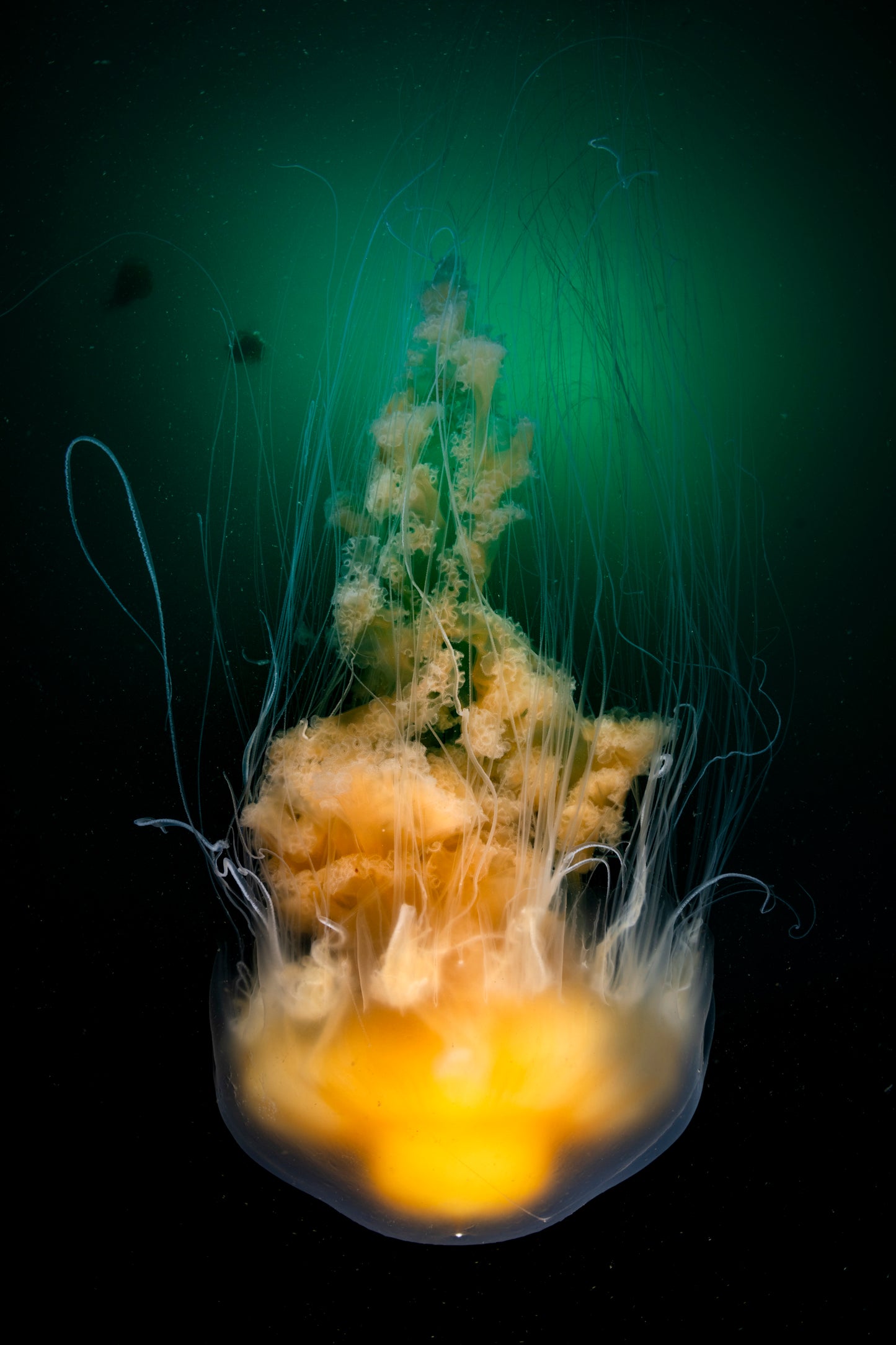 "Sunny Side Down" | Egg Yolk Jellyfish Fine Art Print